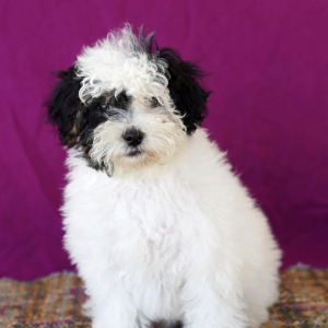 Poodle Puppy Trixie