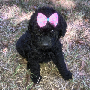 Labradoodle Puppy Lily