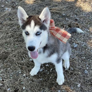 Siberian Husky Puppy Tawny