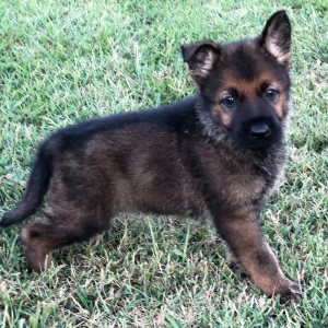 German Shepherd Dog Puppy Callie