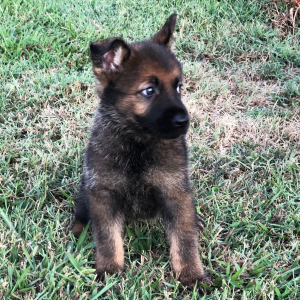 German Shepherd Dog Puppy Callie