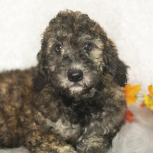 Goldendoodle Puppy Merit