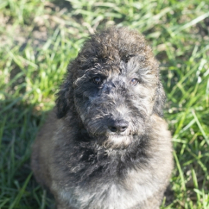 Goldendoodle Puppy Merit