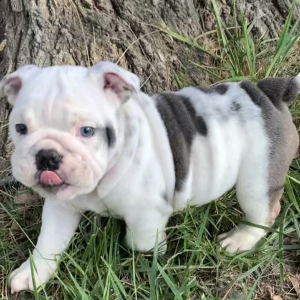 Bulldog Puppy Dozer
