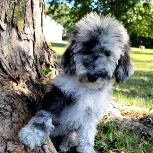 Bedoodle Puppy Missy