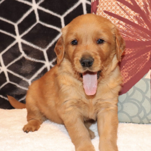 Golden Retriever Puppy Lucas