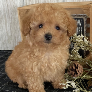 Poodle Puppy Cory