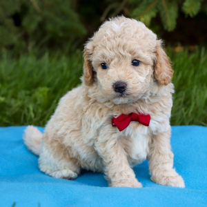 Bichonpoo Puppy Dash