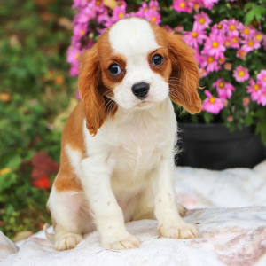 Cavalier King Charles Spaniel Puppy Alexander