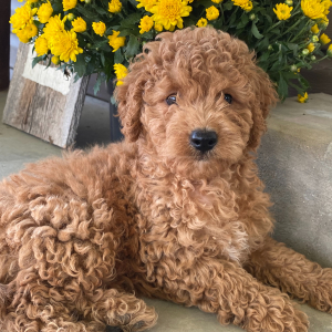 Goldendoodle Puppy Flint