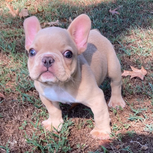 French Bulldog Puppy Pat S