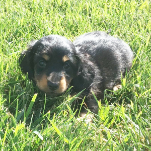 Dachshund Puppy Derry
