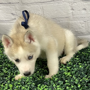 Siberian Husky Puppy Soltice