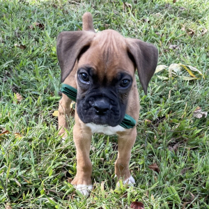 Boxer Puppy Big Jake