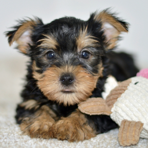 Silky Terrier Puppy Hendrix