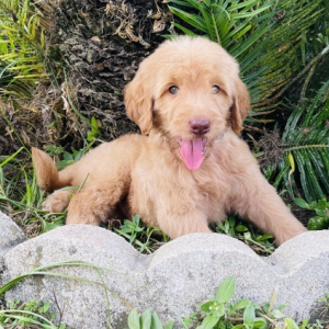 Goldendoodle Puppy Jacab