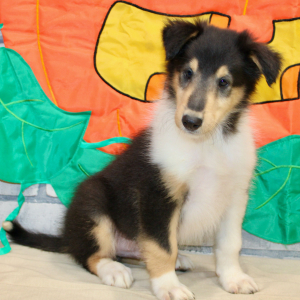 Collie Puppy Jake