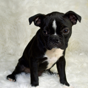 Boston Terrier Puppy Shug