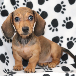 Dachshund Puppy Maggie