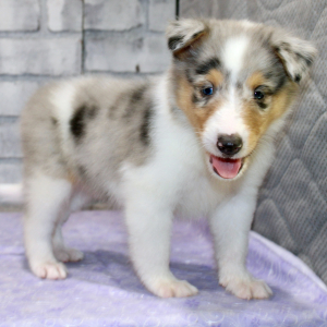 Collie Puppy Jenny