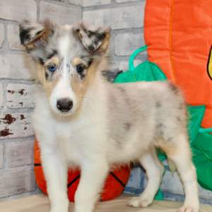 Collie Puppy Jenny