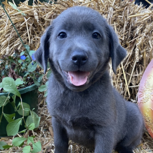 Labrador Retriever Puppy Ansley