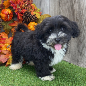 Havanese Puppy Vince