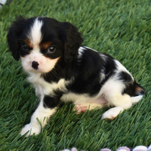 Cavalier King Charles Spaniel Puppy Tina