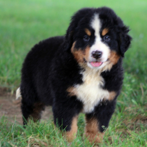 Bernese Mountain Dog Puppy Jasper