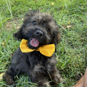 Cockapoo Puppy Spice