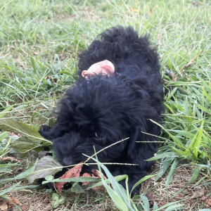 Cockapoo Puppy Rosemary