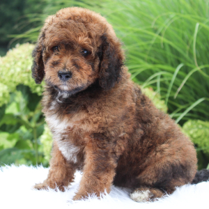 Bernedoodle Puppy AJ