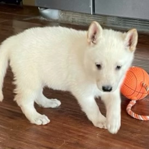 German Shepherd Dog Puppy Astrid