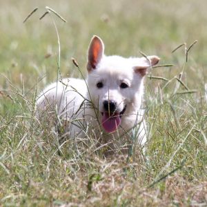 German Shepherd Dog Puppy Astrid