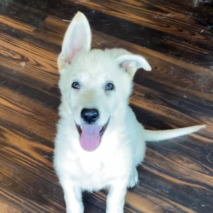 German Shepherd Dog Puppy Astrid