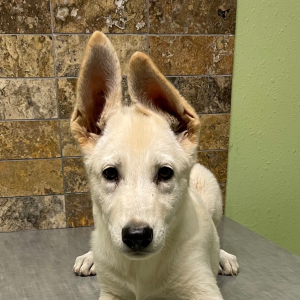 German Shepherd Dog Puppy Astrid