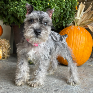 Miniature Schnauzer Puppy Nina