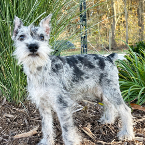 Miniature Schnauzer Puppy Nina