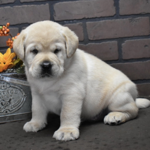 Labrador Retriever Puppy Easton