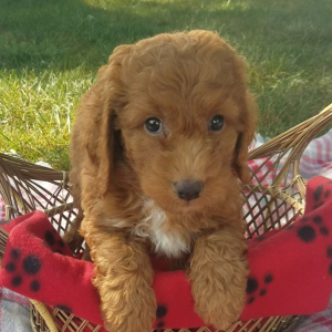 Goldendoodle Puppy Romeo