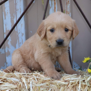 Golden Retriever Puppy Donna