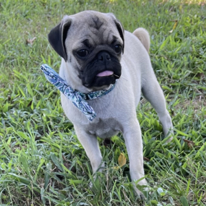 Pug Puppy BRUCE