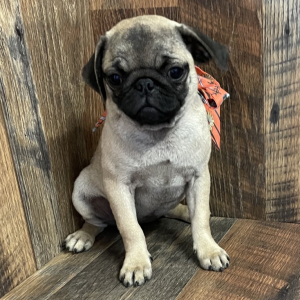 Pug Puppy BARBIE