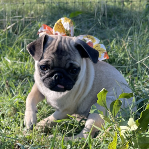 Pug Puppy BARBIE