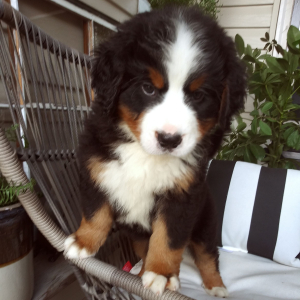 Bernese Mountain Dog Puppy Coira