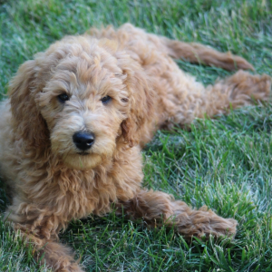 Goldendoodle Puppy Tyke