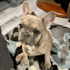 French Bulldog Puppy Puffin