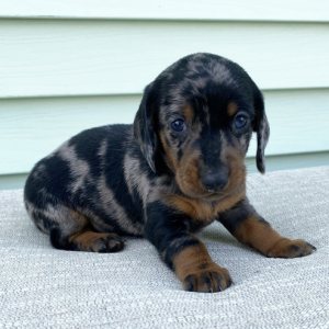 Dachshund Puppy Annie