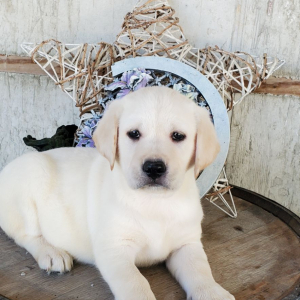 Labrador Retriever Puppy Nora
