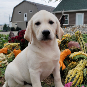 Labrador Retriever Puppy Nora